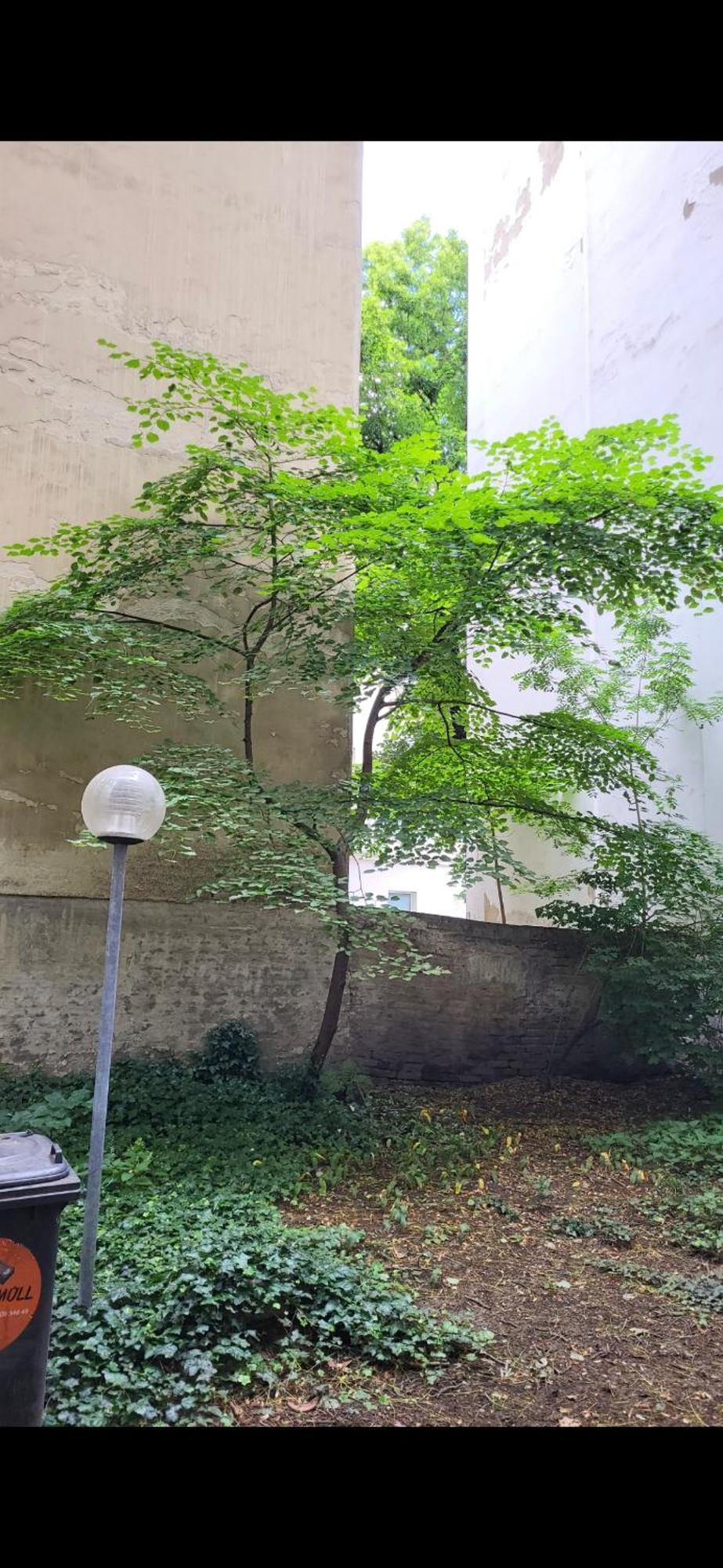 Schoene Altbauwohnung Wien Zentrum Brigittenauer Laende 32 Ngoại thất bức ảnh